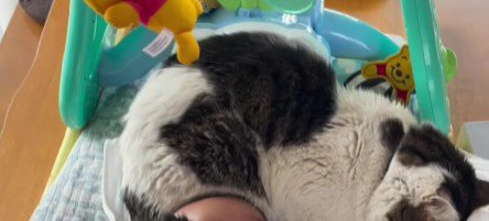 白黒の猫
