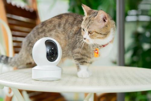 ペットカメラを見る猫