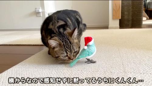 鳥のおもちゃに近づいて匂いを嗅ぐキジトラ猫