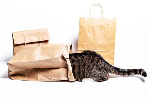 紙袋に入り込む猫