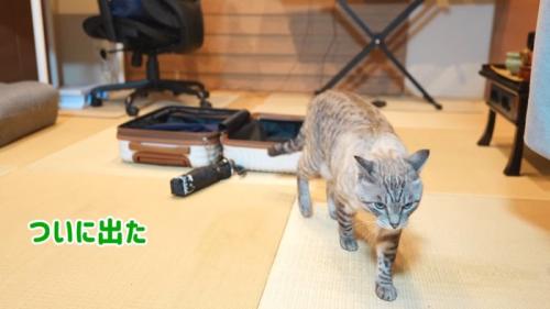 ついに出た