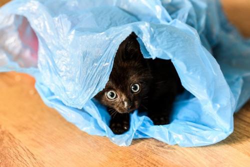 ビニール袋に入る子猫
