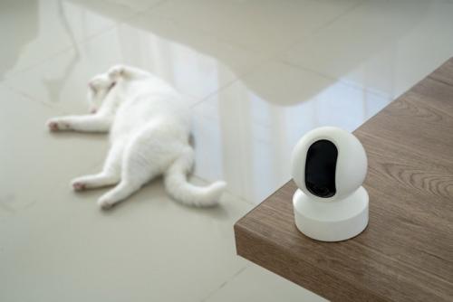 ペットカメラの後ろで仰向けになる猫