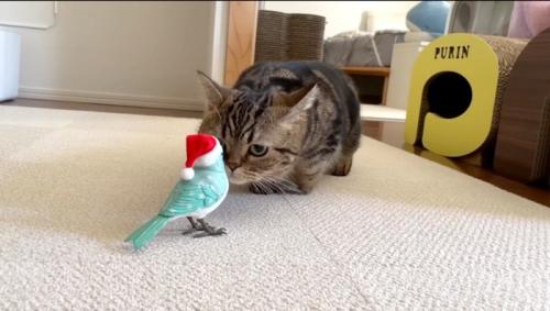 鳥のおもちゃに顔を近づけるキジトラ猫