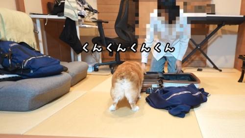 くんくん