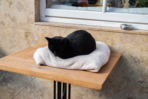 台の上で寝る猫