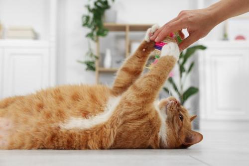 人と遊ぶ猫