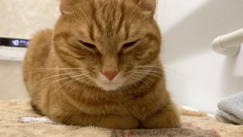 もちくんの紹介写真