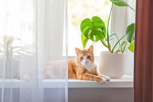 窓辺の猫