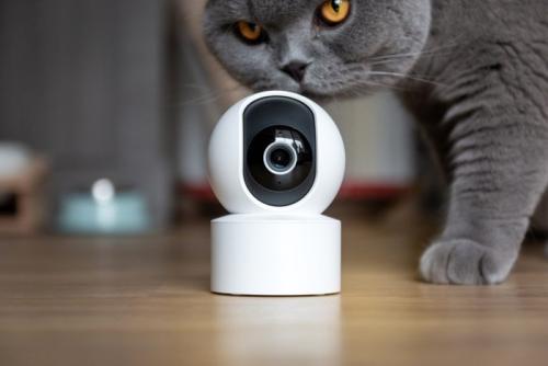 ペットカメラの後ろから近づく灰色の猫