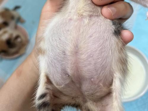 子猫のお腹