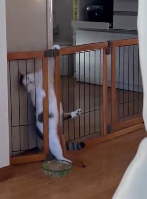 柵からずり落ちて床に足を着ける猫