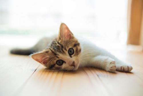 寝そべる猫