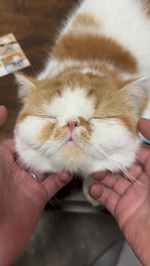 マッサージされる猫さん