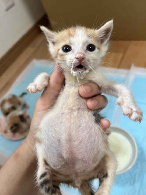 立てて抱っこされている子猫（正面向き）