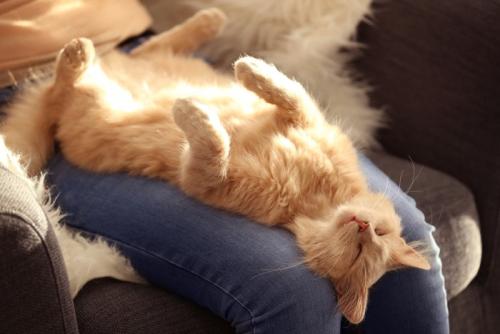 飼い主の足の間で寝る猫