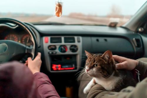猫とドライブ