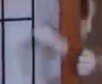 右の前足をピクピクと動かす猫