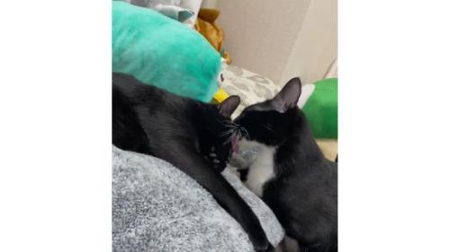室内にいる猫たち