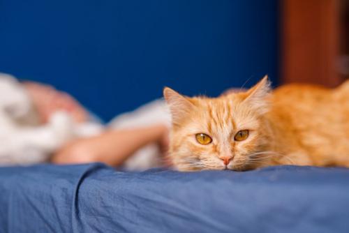 飼い主から少し離れて寝る猫