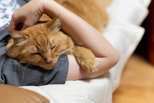 腕の中で寝る猫