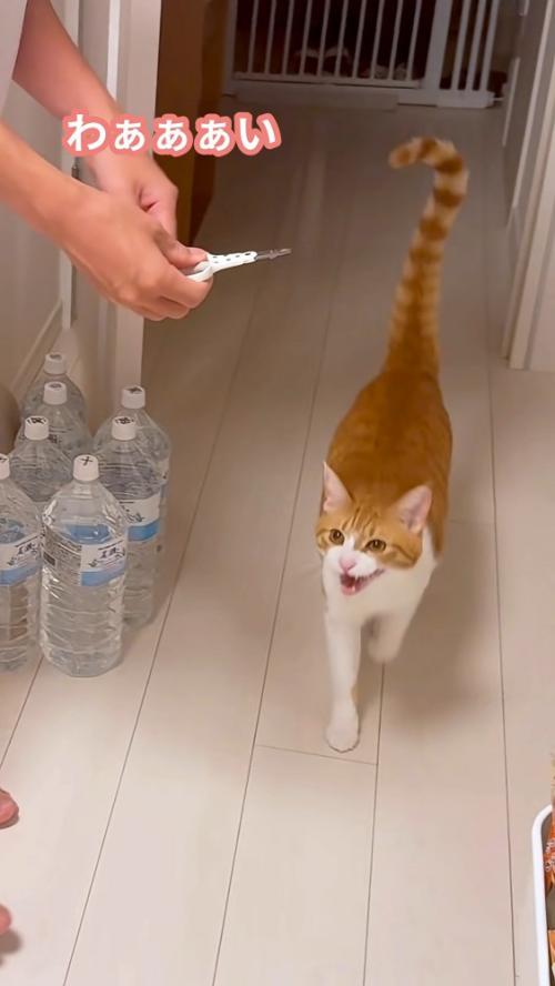 喜んでいる猫