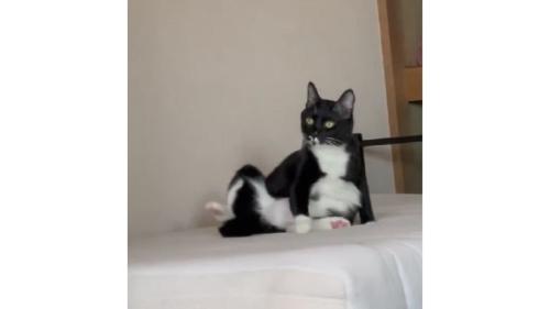 座っている猫
