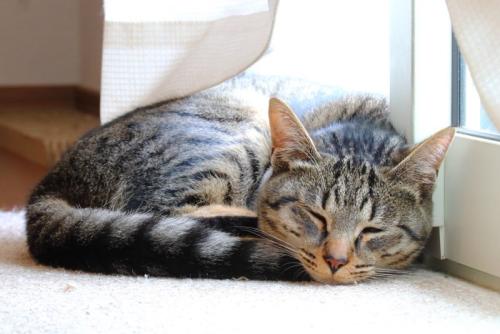 窓辺で寝る猫