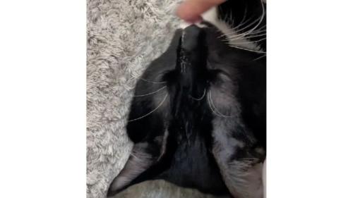 舌を出している猫