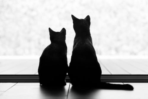 2匹の黒猫の後ろ姿