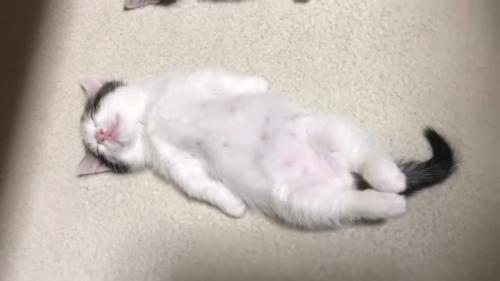 豆大福くんのアップ