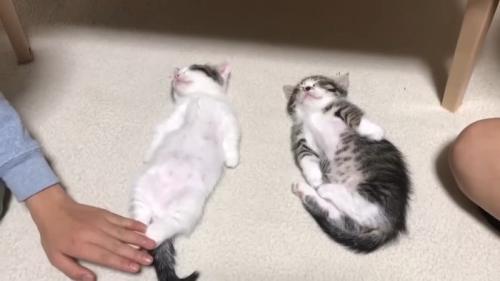 後ろ足を触られる豆大福くん