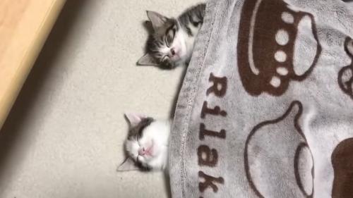 ブランケット