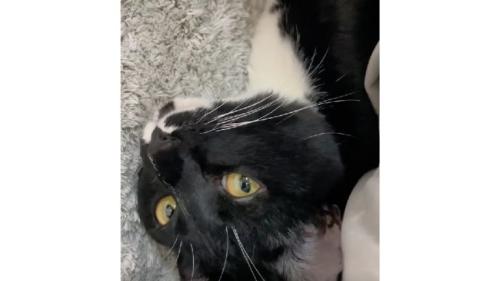 寝ている猫