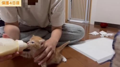 ミルクを飲む子猫