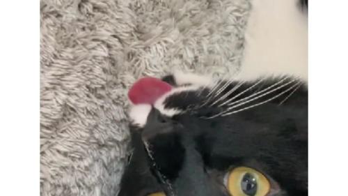 舌を出している猫