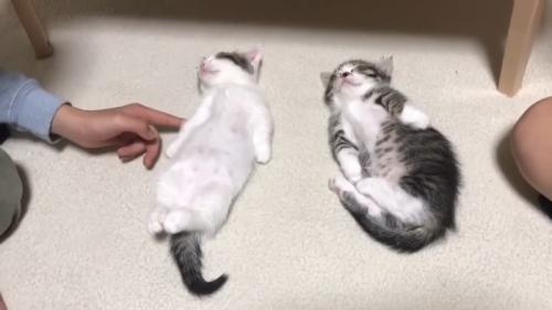 前足を触られる豆大福くん
