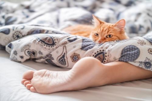 足元で寝る猫