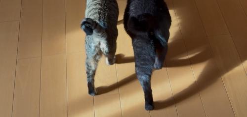 2匹の影
