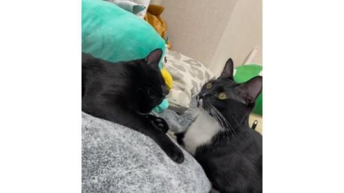 室内にいる猫たち