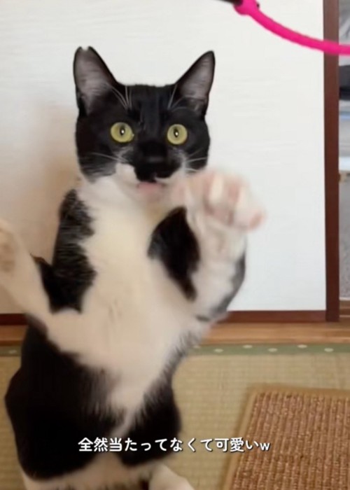 当たらない猫