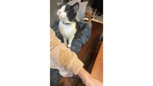 室内にいる猫