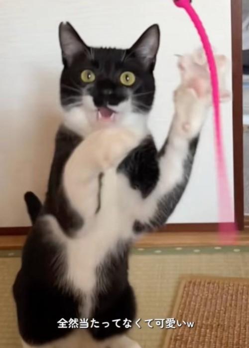 口を開ける猫
