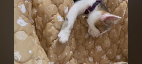 はみだしている猫