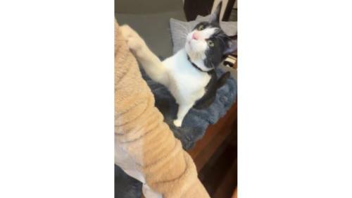 室内にいる猫