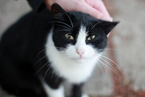 男性になでられる白黒猫