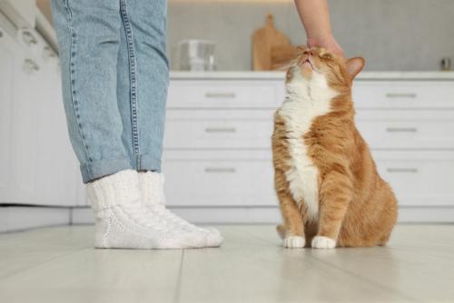 足元の猫を撫でる人