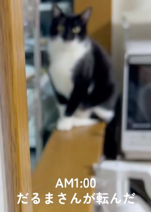 見る猫