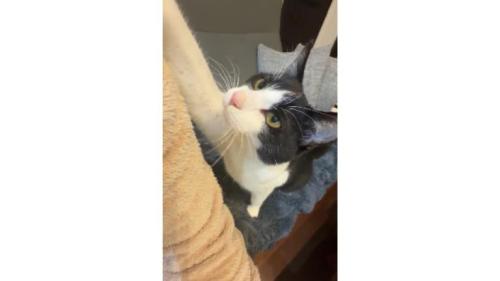 室内にいる猫