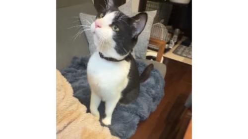 室内にいる猫